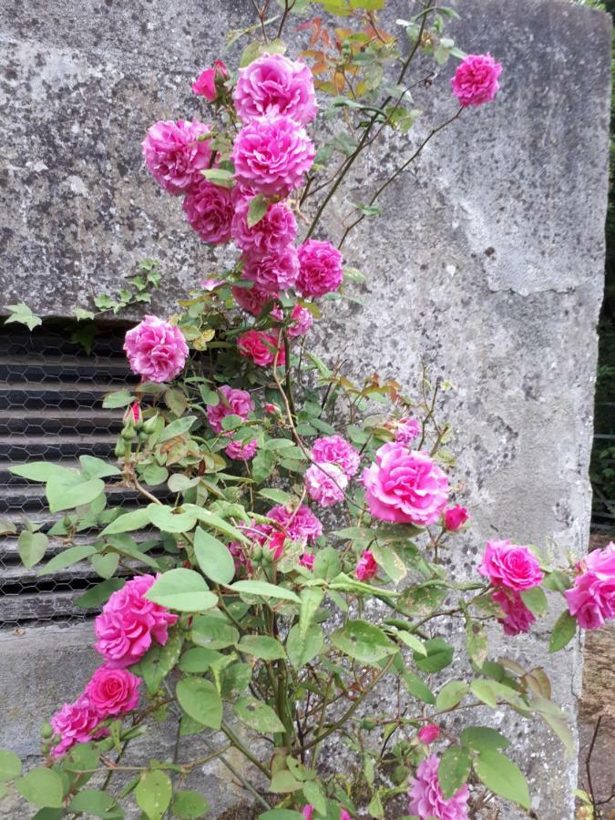 Conways B&B Claremorris Ngoại thất bức ảnh